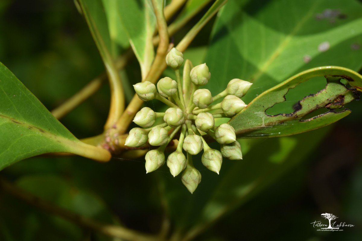 Aegiceras corniculatum (L.) Blanco